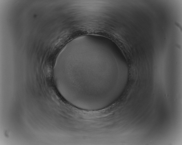 X0000101190039200807110955