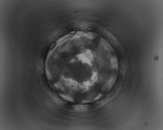X0000101190465200807181515