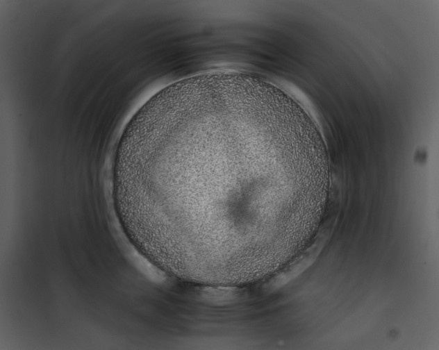 X0000101190859200807181509