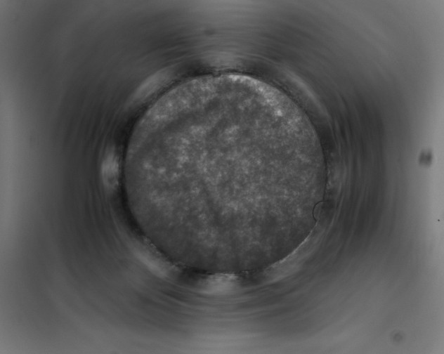 X0000101190124200807251011
