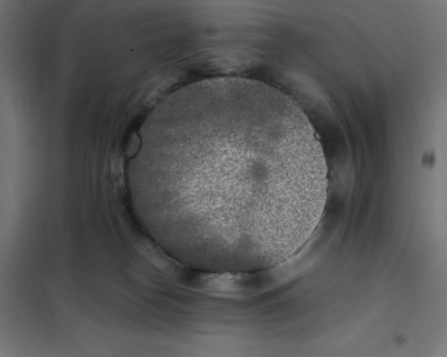 X0000101190182200807251011