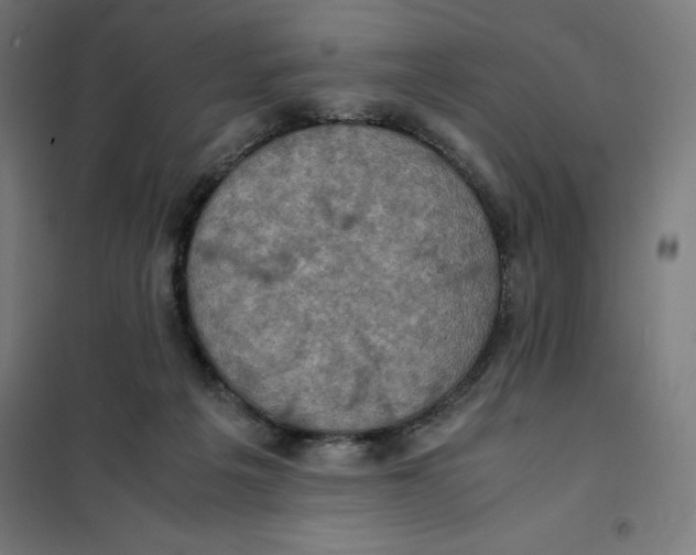 X0000101190217200807251010