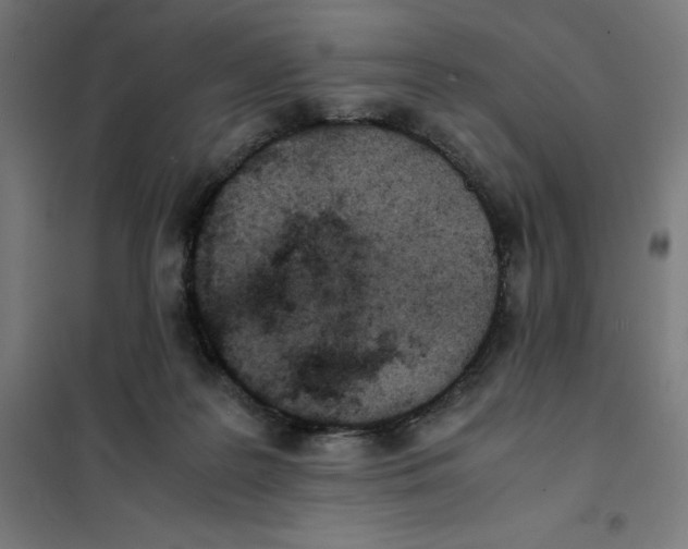 X0000101190219200807251010