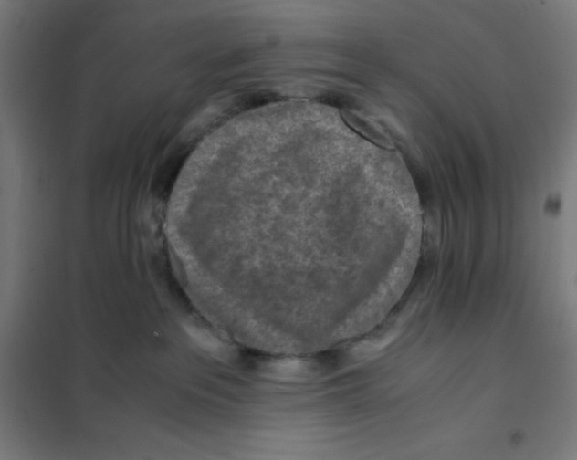 X0000101190237200807251009
