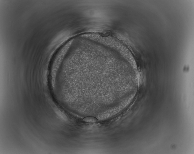 X0000101190243200807251009