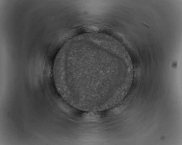 X0000101190331200807251008