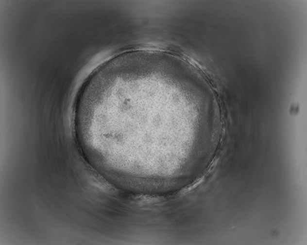 X0000101190343200807251007