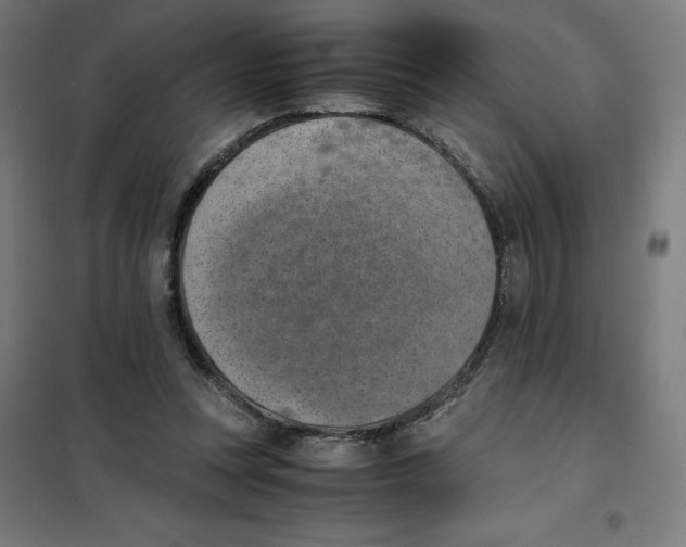 X0000101190351200807251008