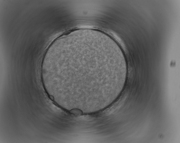 X0000101190385200807251007