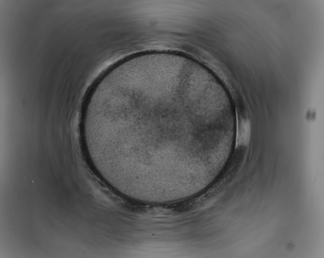 X0000101190387200807251007