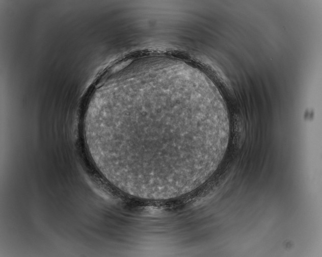 X0000101190496200807251006