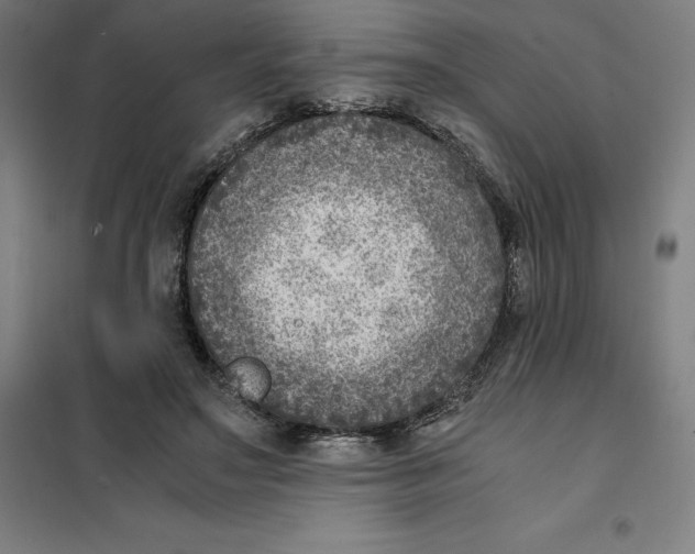 X0000101190499200807251006