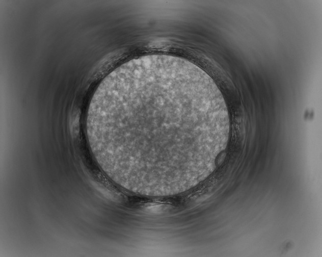 X0000101190504200807251006