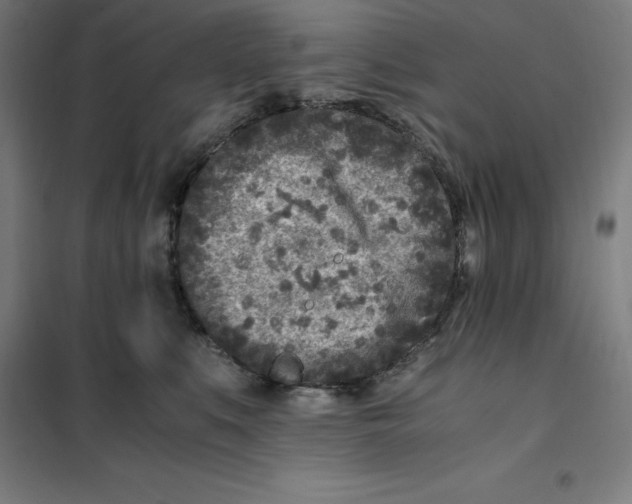 X0000101190519200807251006