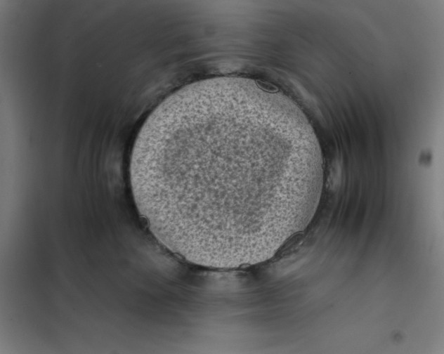 X0000101190524200807251005