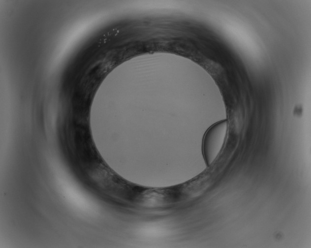 X0000101190526200807251005