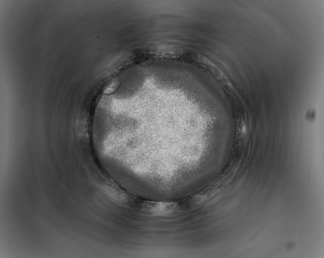 X0000101190663200807251004