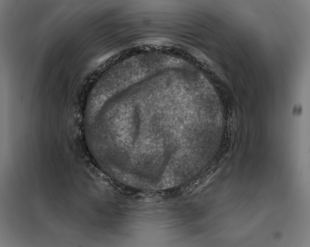 X0000101190822200807251000