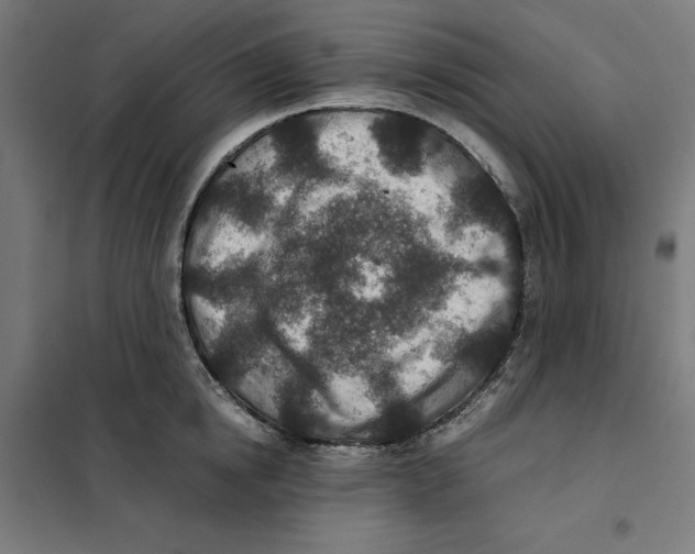 X0000101190854200807251001