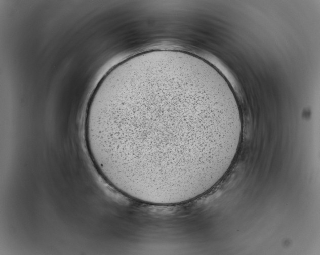 X0000101190861200807251001