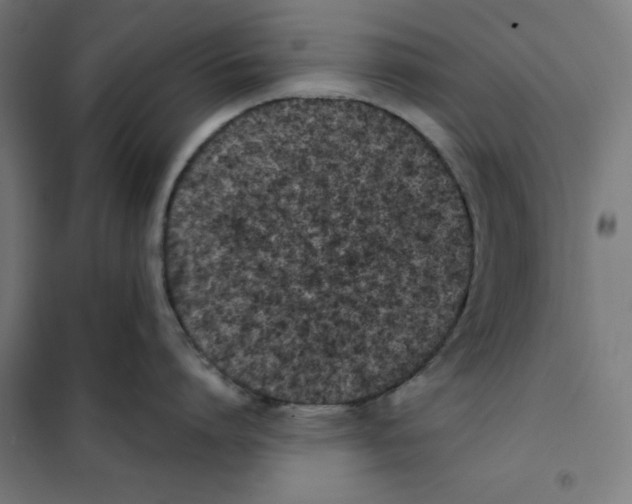 X0000101190864200807251001