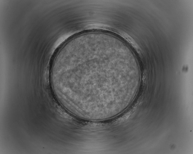X0000101190877200807251000