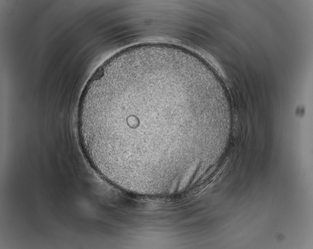 X0000101190895200807251000