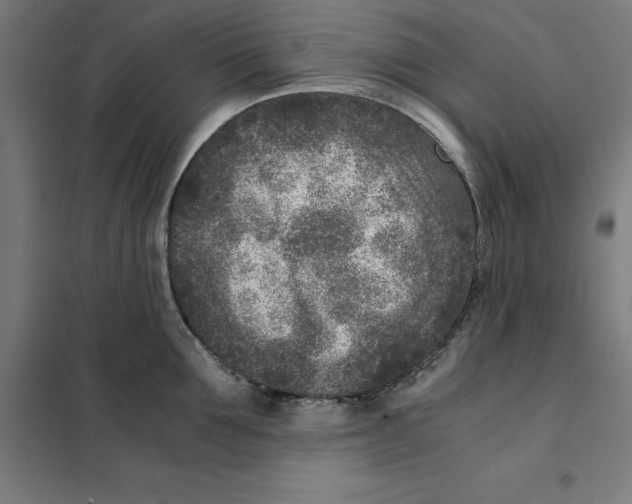 X0000101190907200807251000