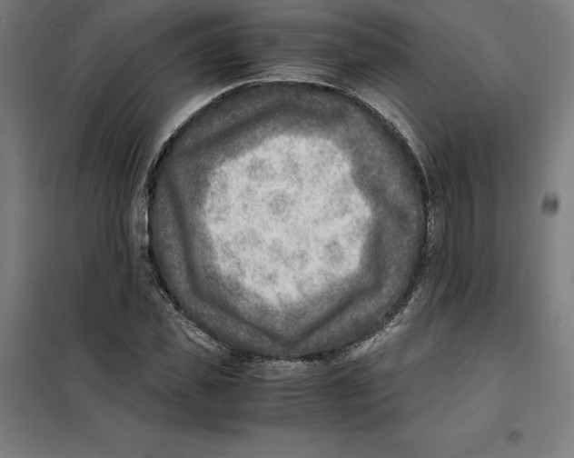X0000101190925200807250959