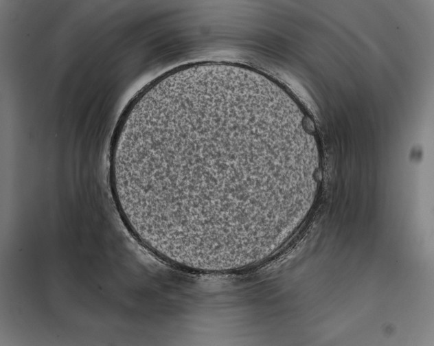 X0000101190944200807250959