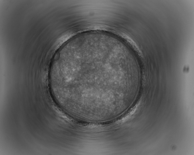 X0000101190977200807250958