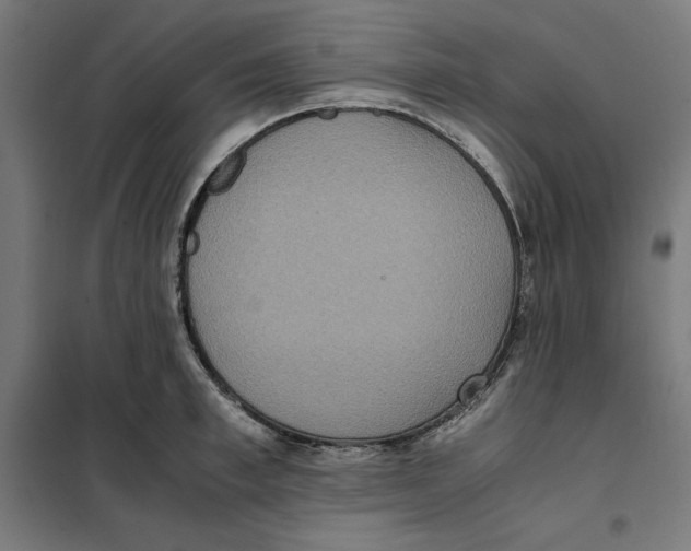 X0000101190997200807250958