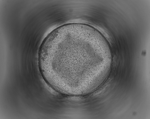 X0000101190998200807250958