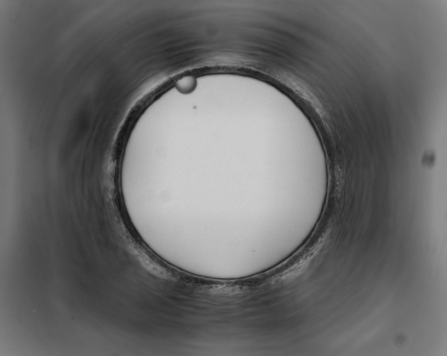X0000101191029200807250958
