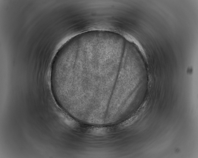 X0000101191035200807250958