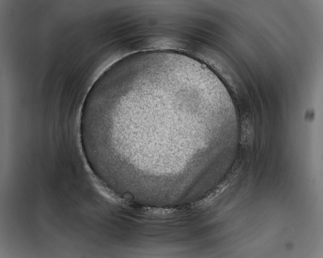 X0000101191039200807250958