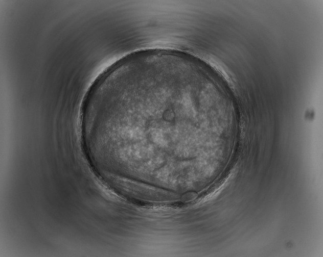 X0000101191077200807250957