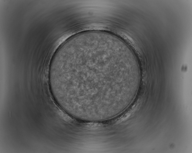 X0000101191081200807250957