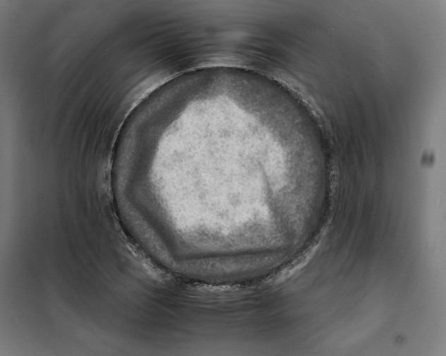 X0000101191121200807250956
