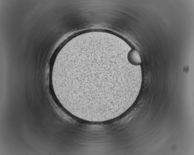 X0000101191126200807250956