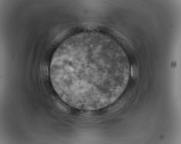 X0000101191155200807250956
