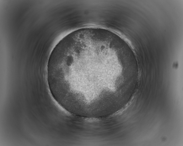 X0000101191239200807250955