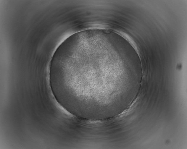 X0000101191243200807250955