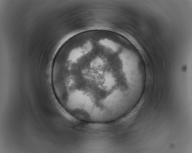 X0000101191246200807250955
