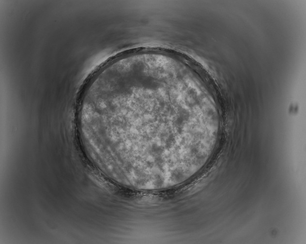X0000101191263200807250954
