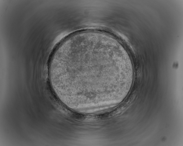 X0000101191267200807250954