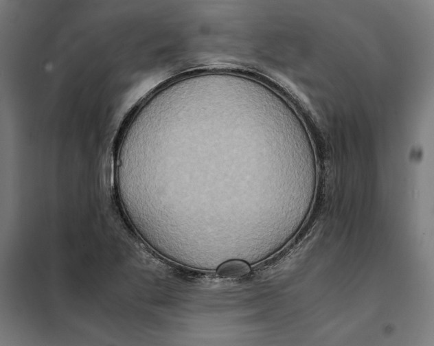X0000101191269200807250954