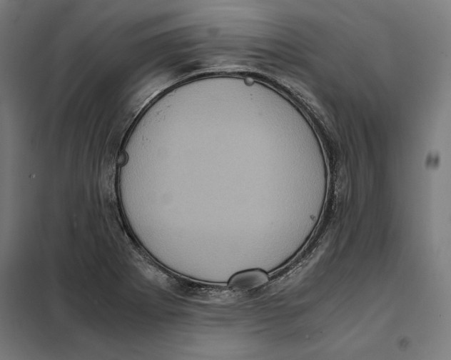 X0000101191273200807250954