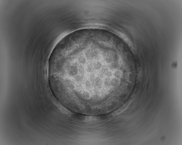 X0000101191275200807250954