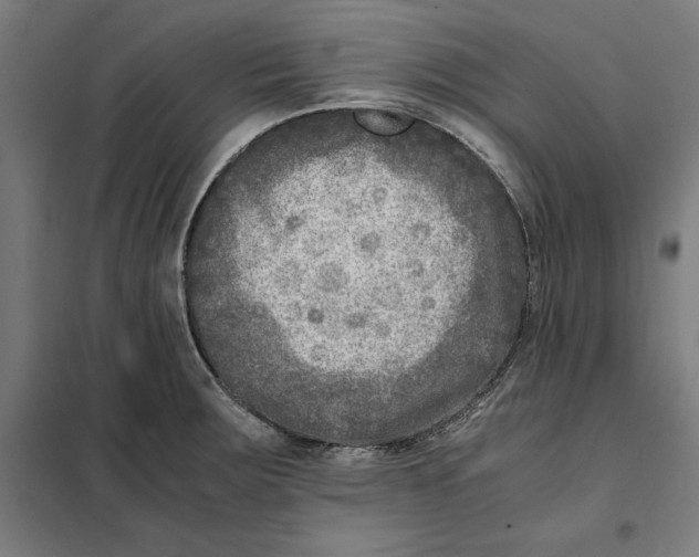 X0000101191283200807250954